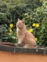 Henry (3)